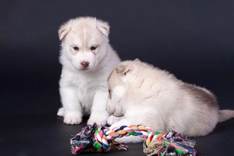 Newborn puppy Stock Photos