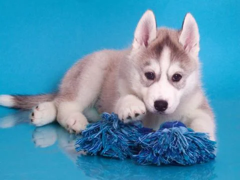 Newborn puppy Stock Photos