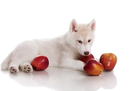 Newborn puppy Stock Photos