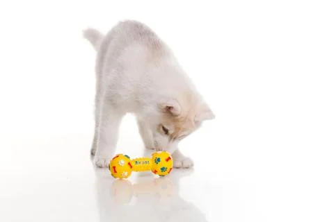 Newborn puppy Stock Photos