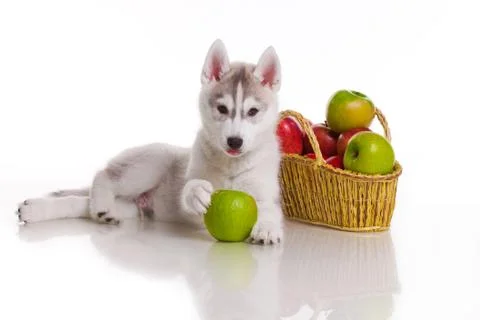 Newborn puppy Stock Photos
