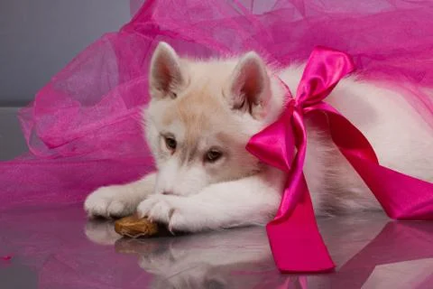 Newborn puppy Stock Photos