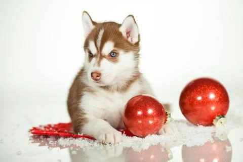 Newborn puppy Stock Photos