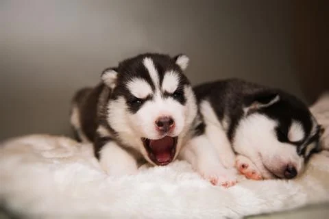 Newborn puppy Stock Photos