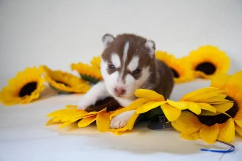 Newborn puppy Stock Photos