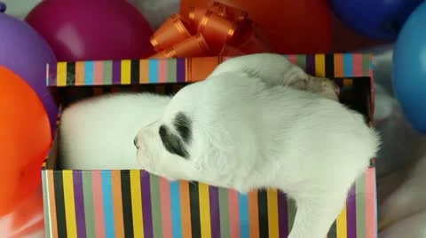 Newborn puppy sleeping Stock Footage