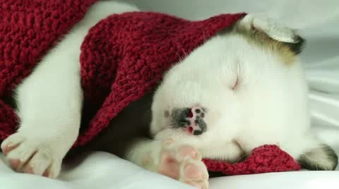 Newborn puppy sleeping Stock Footage 10911778