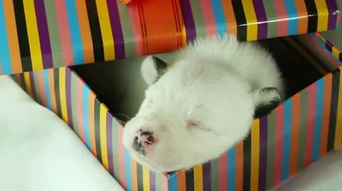 Newborn puppy sleeping in a gift box 動画素材 10890578