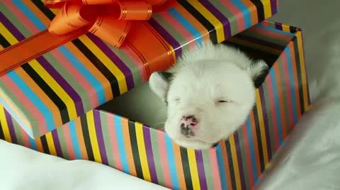 Newborn puppy sleeping in a gift box Stock Footage 10898347