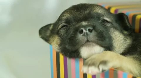 Newborn puppy sleeping in a gift box 库存影片 10898782
