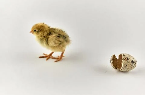 Newborn quail chick with eggshell Stock Photos
