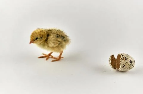 Newborn quail chick with eggshell Stock Photos