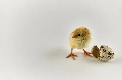 Newborn quail chick with eggshell Stock Photos