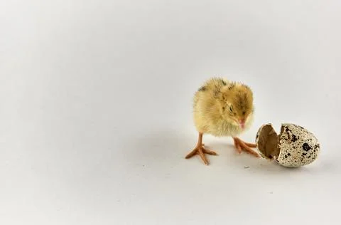 Newborn quail chick with eggshell Stock Photos