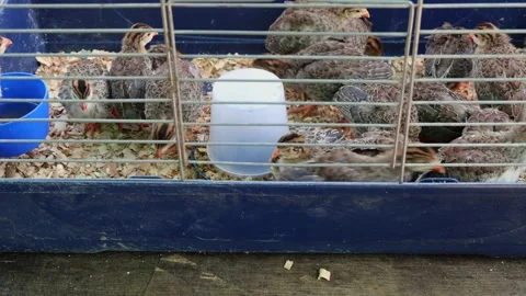 Newborn Quail Chicks Cage Vídeo Stock 344867224