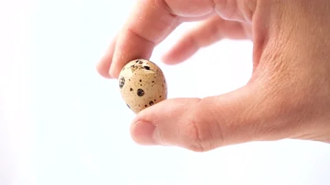 Newborn quail egg on white background. Chick hatching out its egg. The birth of Stock Footage 152815143