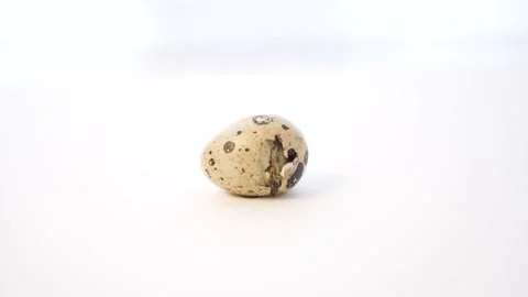 Newborn quail egg on white background. Chick hatching out its egg. The birth of Stock Footage 152815236