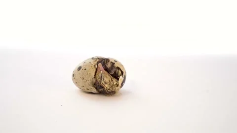 Newborn quail egg on white background. Chick hatching out its egg. The birth of Stock Footage 152878759