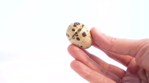 Newborn quail egg on white background. Chick hatching out its egg. The birth of Stock Footage 152878950