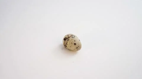 Newborn quail egg on white background. Chick hatching out its egg. The birth of Stock Footage 152879092