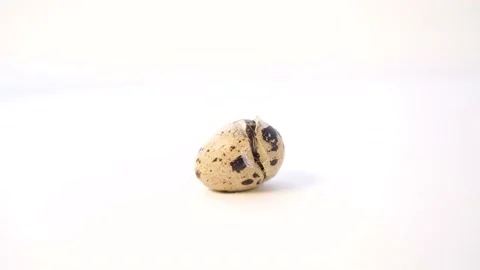 Newborn quail egg on white background. Chick hatching out its egg. The birth of Stock Footage 153139636