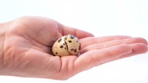 Newborn quail egg on white background. Chick hatching out its egg. The birth of Stock Footage 153139837