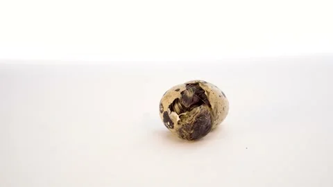 Newborn quail egg on white background. Chick hatching out its egg. The birth of Stock Footage 153140387