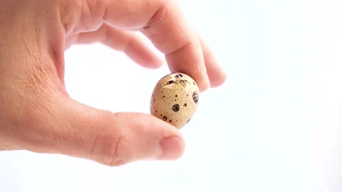 Newborn quail egg on white background. Chick hatching out its egg. The birth of Stock Footage 153220507