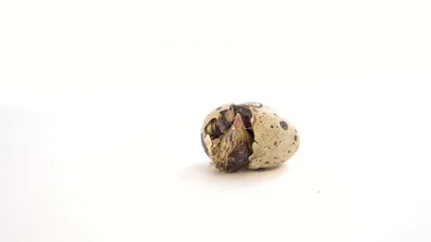 Newborn quail egg on white background. Chick hatching out its egg. The birth of Stock Footage 153220834