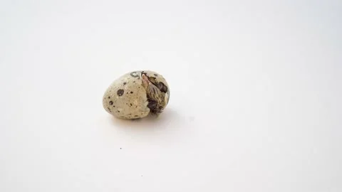 Newborn quail egg on white background. Chick hatching out its egg. The birth of Stock Footage 153461672
