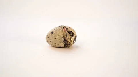 Newborn quail egg on white background. Chick hatching out its egg. The birth of Stock Footage 155281695