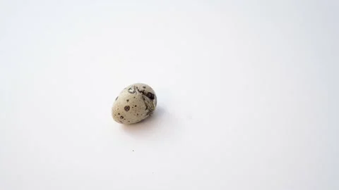 Newborn quail egg on white background. Chick hatching out its egg. The birth of Stock Footage 156899801