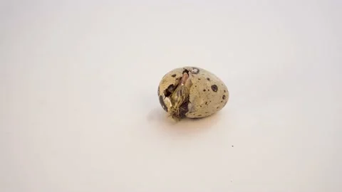 Newborn quail egg on white background. Chick hatching out its egg. The birth of Stock Footage 158877600