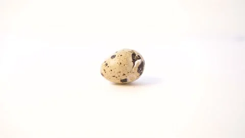 Newborn quail egg on white background. Chick hatching out its egg. The birth of Video stock 165515268