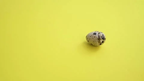 Newborn quail egg on yellow background. Chick hatching out its egg. The birth of Stock Footage 153220672