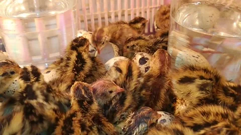 Newborn quails hatch from several eggs on the farm. Stock Footage 149028243