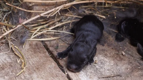 Newborn rabbit in his cage Stock Footage 111748786