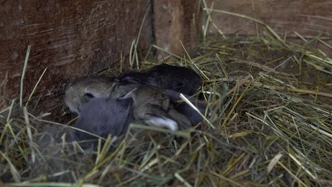 Newborn rabbits in the nest. Stock Footage 74481401