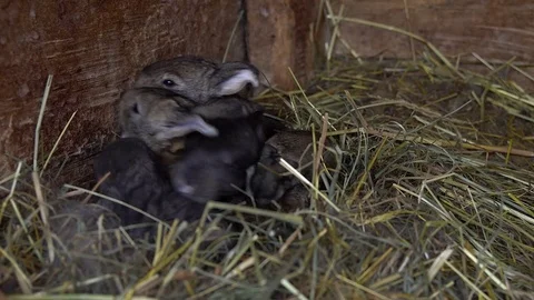 Newborn rabbits in the nest. Stock-Footage 74719641