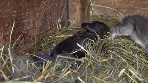 Newborn rabbits in the nest. Stock Footage 74797729
