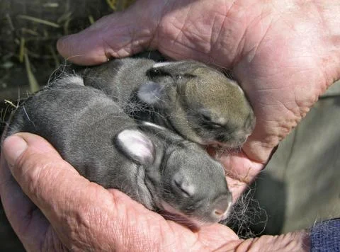 Newborn rabbits Stock-Fotos