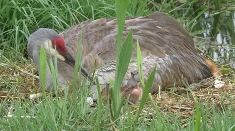 Newborn Sandhill Crane Chicks Take Shelter Under Mother's Wing, 4K Stock Footage 65446153