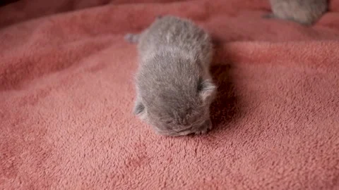 Newborn scottish fold kitten crawling on the carpet Stock Footage 221333700