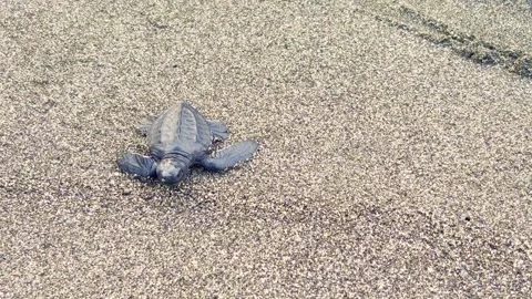 Newborn sea turtle hatchling crawls across coarse beach sand during its jou.. Stock Footage 340059515