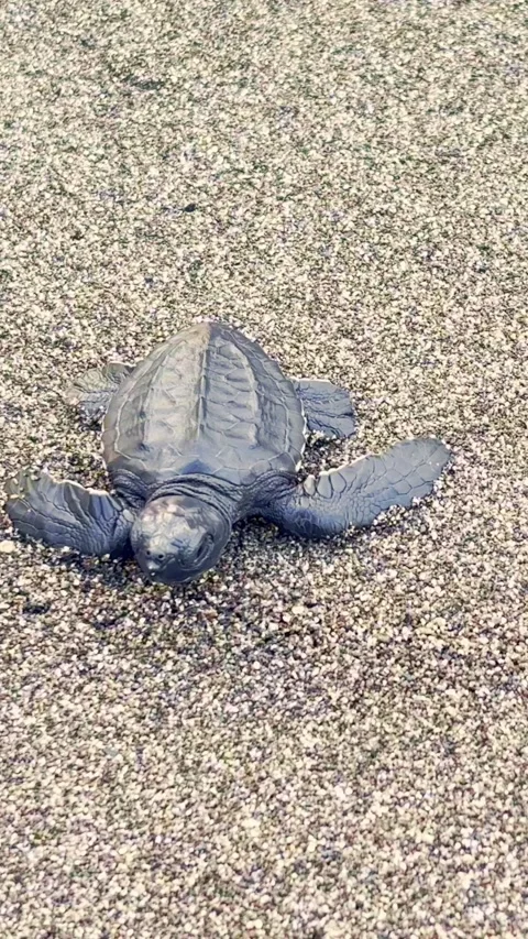 Newborn sea turtle hatchling crawls directly toward the camera across coars.. Stock Footage 340115723