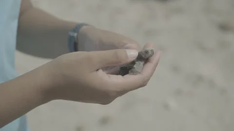 A newborn sea turtle hatchling on the hands of a conservationist Stock Footage 243075978