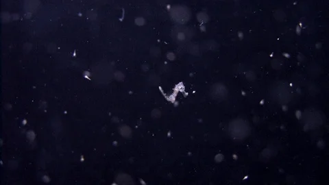 Newborn Seahorse Chasing Tiny Preys In Aquarium 스톡 동영상 97652808