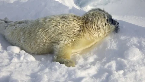 Newborn seal on ice White Sea in Russia. Stock Footage