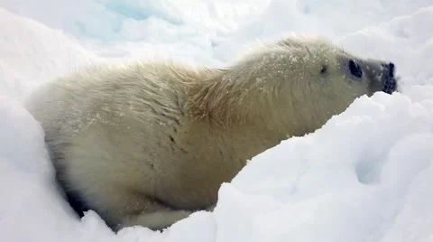 Newborn Seal Pup In Ice And Snow In Search Of Mom. Stock Footage 59557926