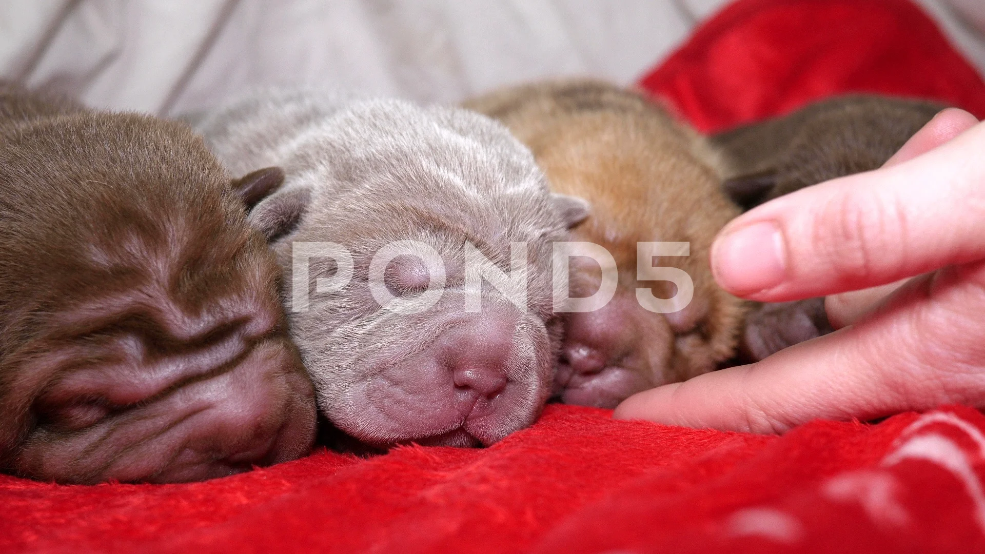 Newborn hot sale shar pei